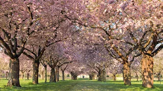 春天 树木 鲜花 过道  花瓣 壁纸