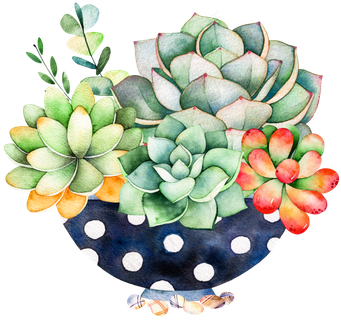 多肉摆放卡通透明素材