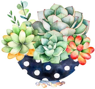 多肉摆放卡通透明素材