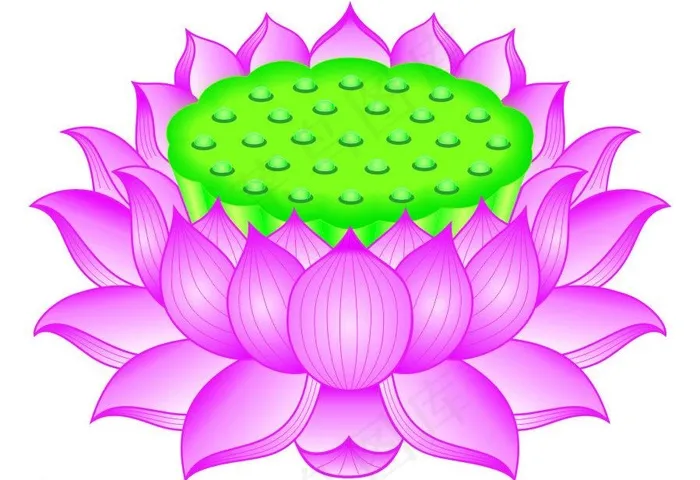 莲花座图片