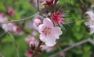 桃花特写图片