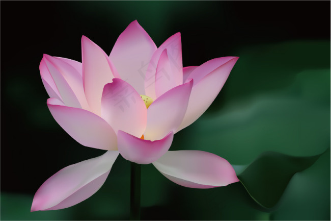 精美写实荷花eps,ai矢量模版下载