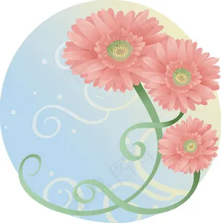 非洲菊 非洲菊