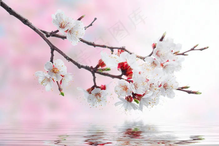 樱花与水纹图片