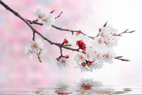 樱花与水纹图片