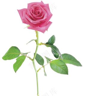 粉色玫瑰