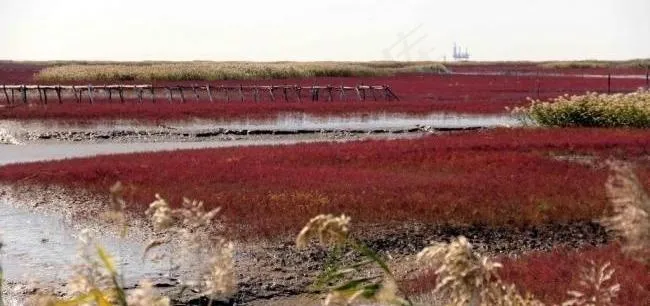 盘锦红海滩湿地图片