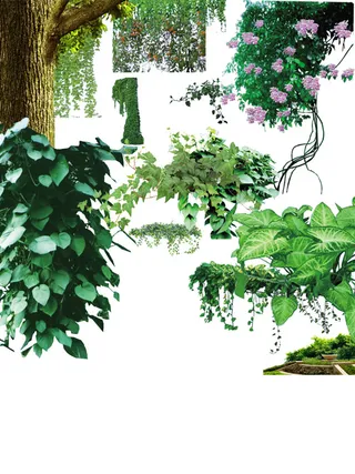 树藤花藤psdpsd素材