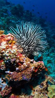 海底生物高清摄影图片