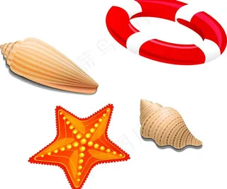 海五星 贝壳图片
