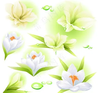 白花（未分层）图片