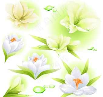 白花(未分层)图片 白花(未分层)图片