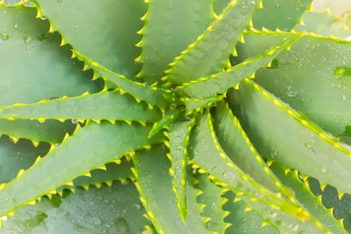 植物芦荟摄影