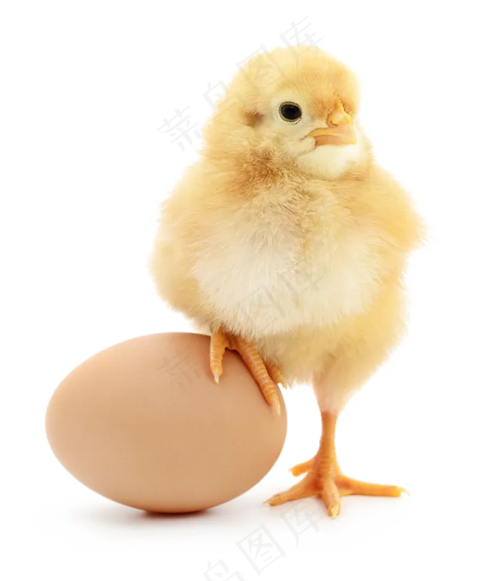 小鸡鸡爪踩在鸡蛋上