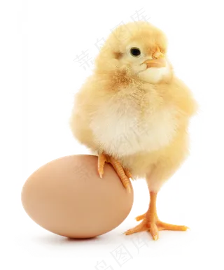 小鸡鸡爪踩在鸡蛋上