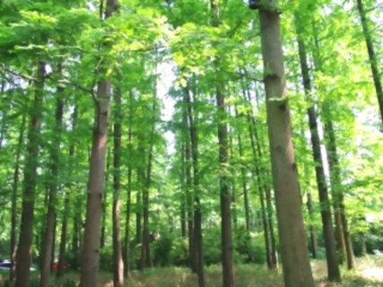 森林松树视频素材素材下载