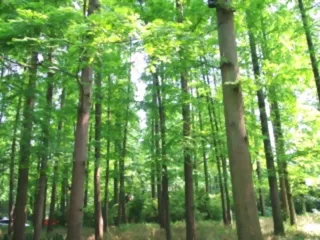 森林松树视频素材素材下载