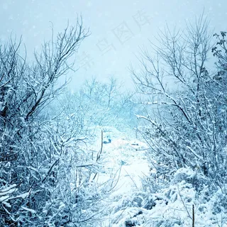 美丽冬天树林雪景