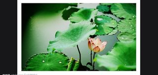 美丽的荷花图片