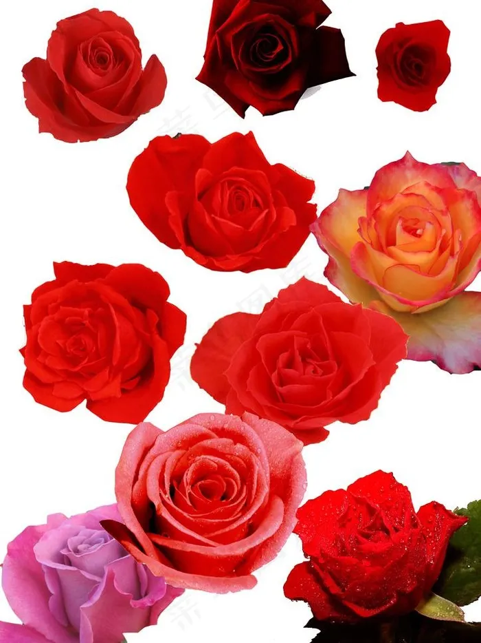 玫瑰花图片psd模版下载