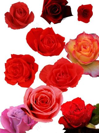 玫瑰花图片