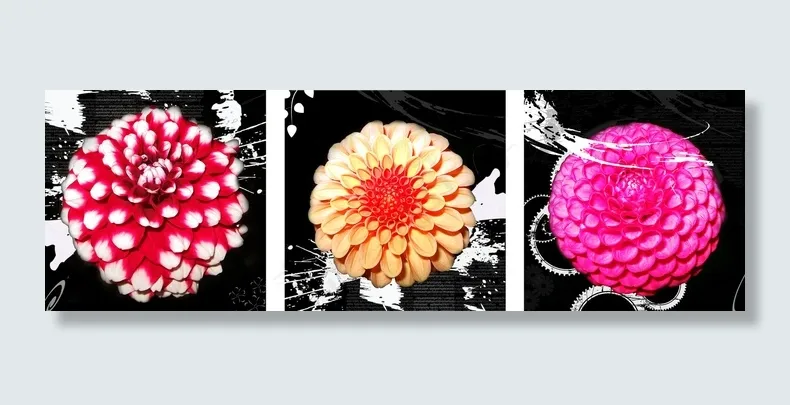 三色大丽花