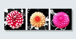 三色大丽花