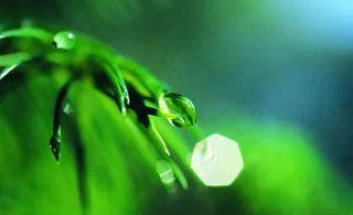 绿植水滴图片