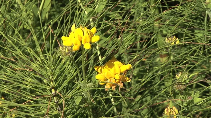 出现黄俄勒冈花股票视频 视频免费下...