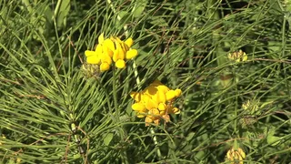 出现黄俄勒冈花股票视频 视频免费下...