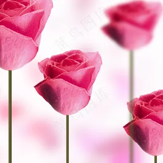 现代艺术花朵无框画素材模板下载