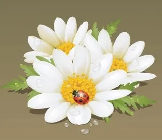 美丽的花朵背景04矢量