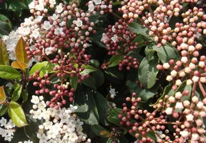 米桂花图片