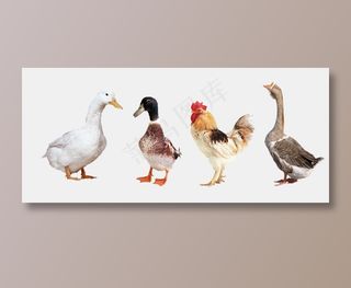 鸡鸭鹅