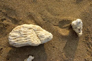海边沙滩 珊瑚图片