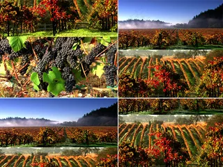 高清农田葡萄园视频