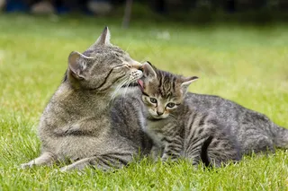 草地上的猫咪图片