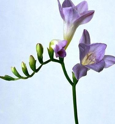 ps素材 花