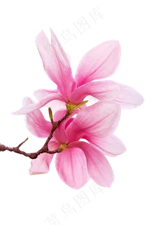 花 花
