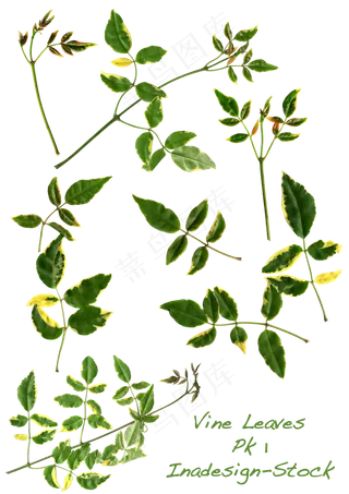 唯美花朵素材分层大图