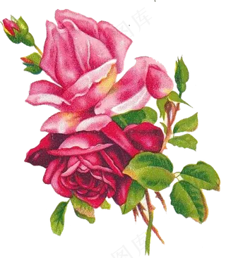 粉紅色漂亮的花