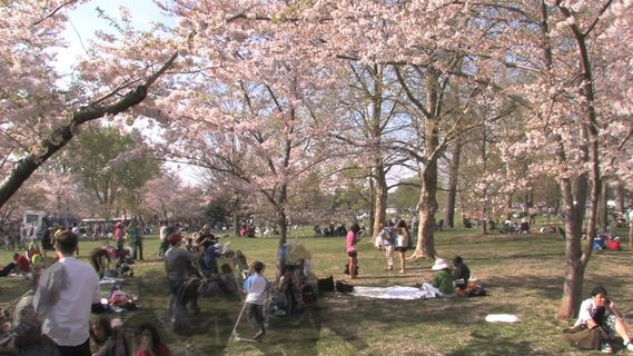 在樱花盛开的人群加快股票视频 视频...