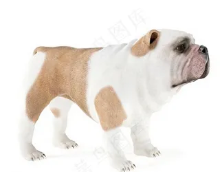 狗 小狗模型 动物图片