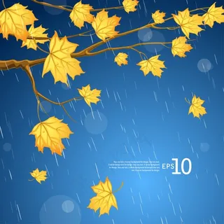 雨中黄叶 雨中黄叶