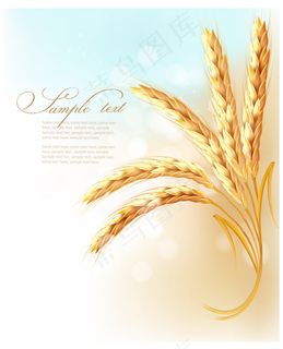 矢量精美小麦背景素材