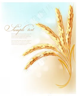 矢量精美小麦背景素材