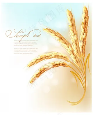 矢量精美小麦背景素材