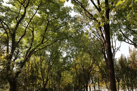 枫树林图片 枫树林图片