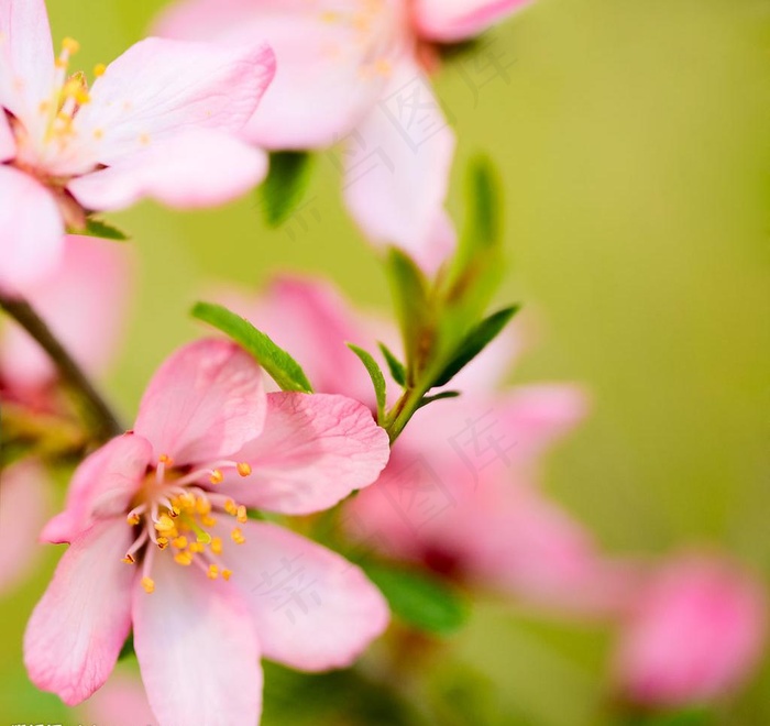 春天的桃花图片