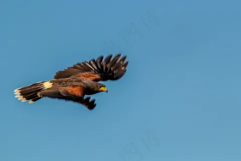 天空翱翔的老鹰 天空翱翔的老鹰